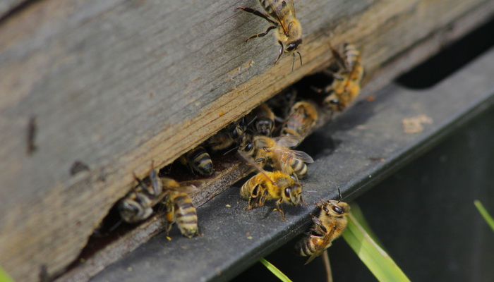 Bienenkrankheiten und Schäden – Diagnosehilfe am Bienenvolk